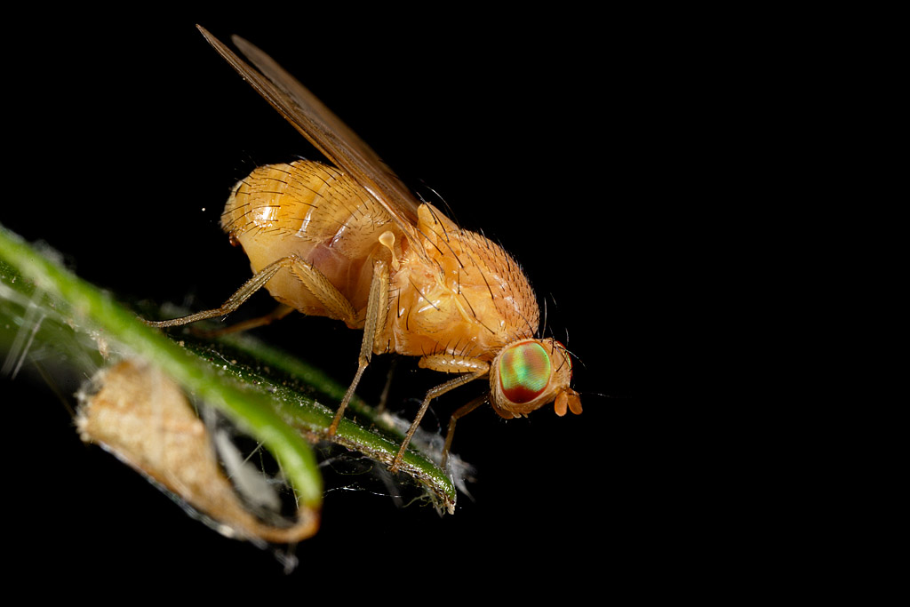 Piccola mosca gialla: possibile Lauxanidae.